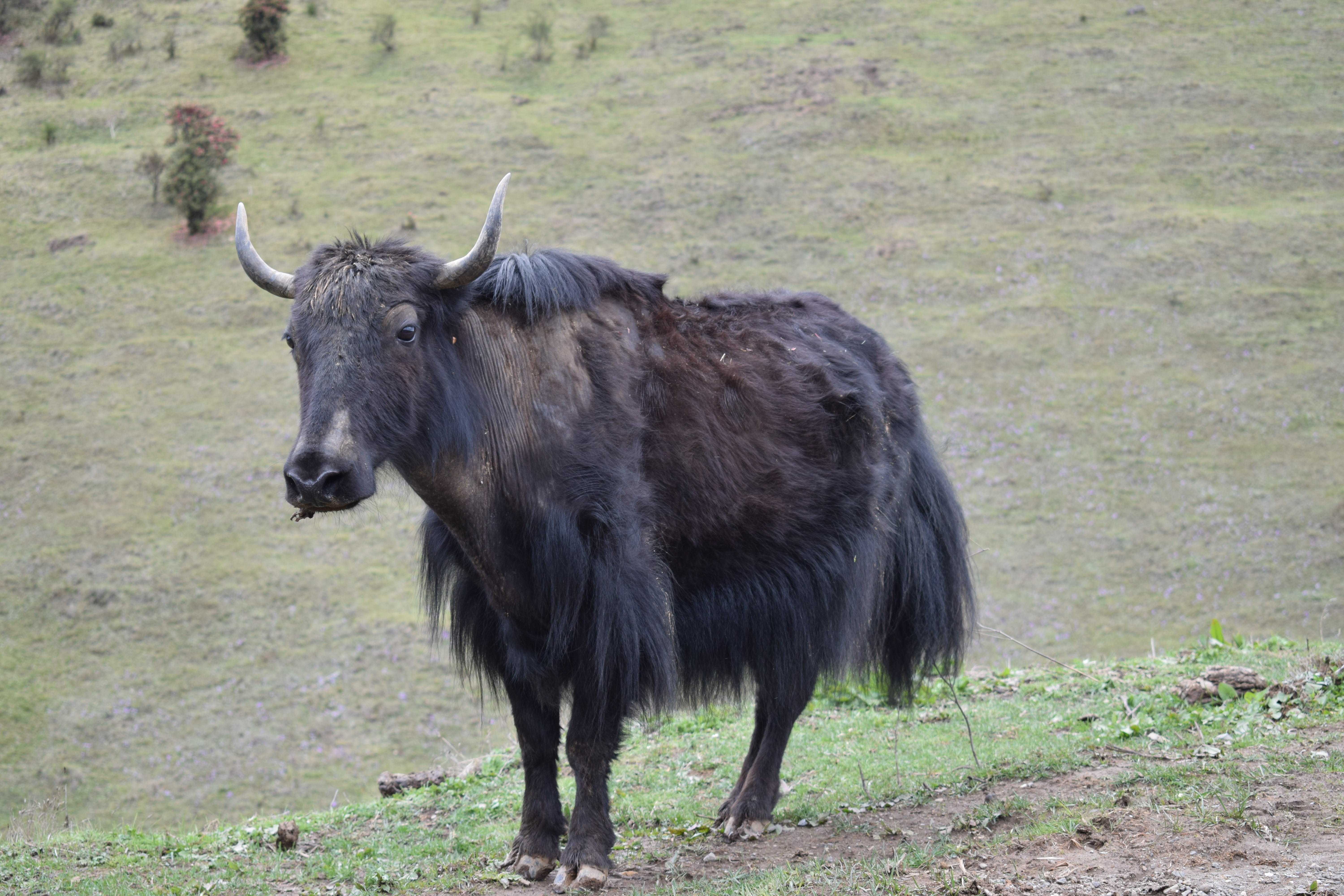 Yak