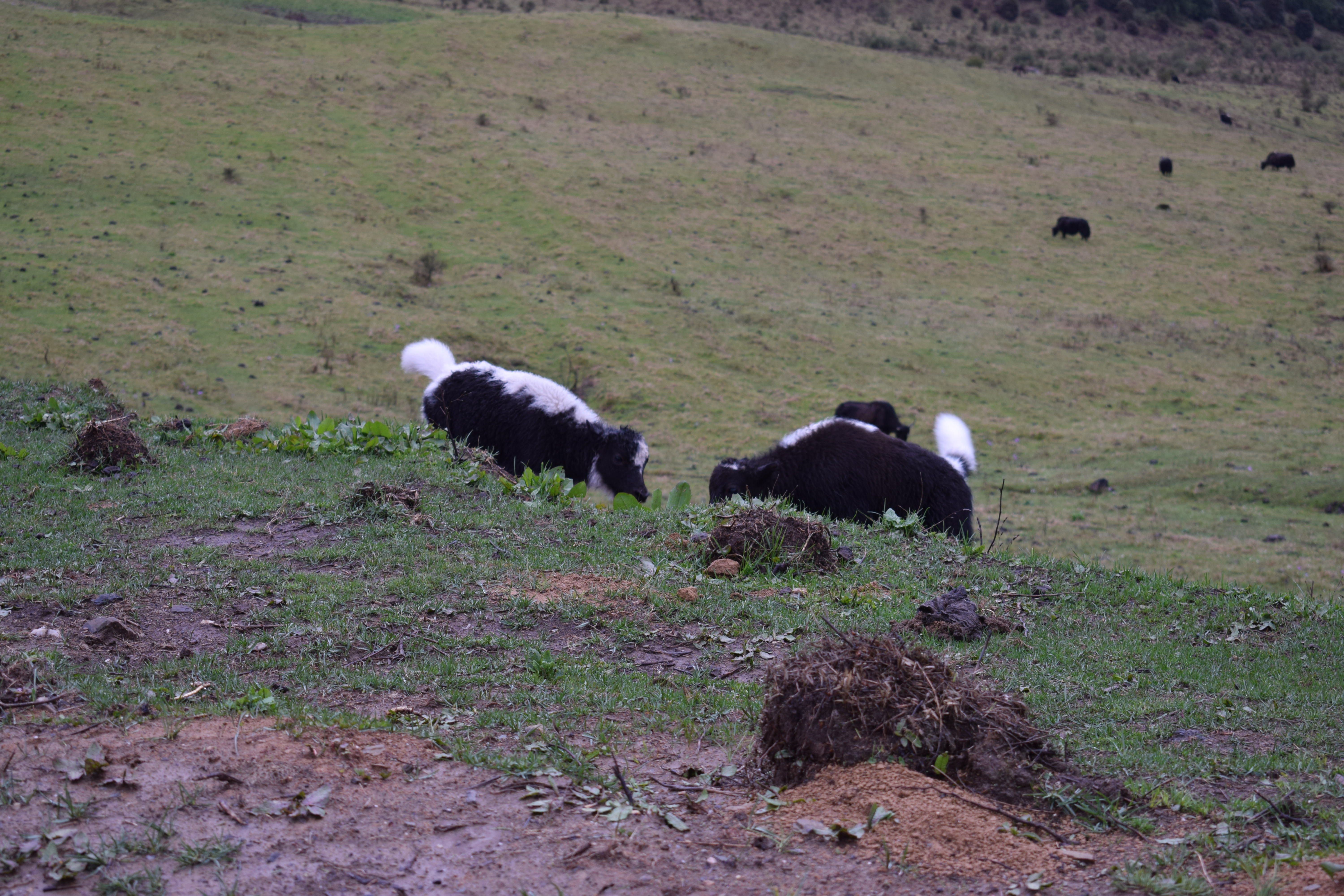 Yak Kids